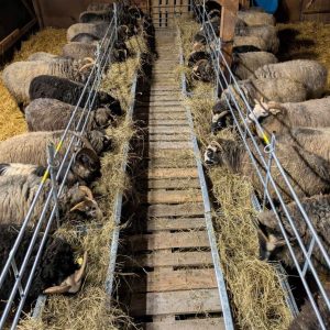 Alternative view of Fodergrind Gute