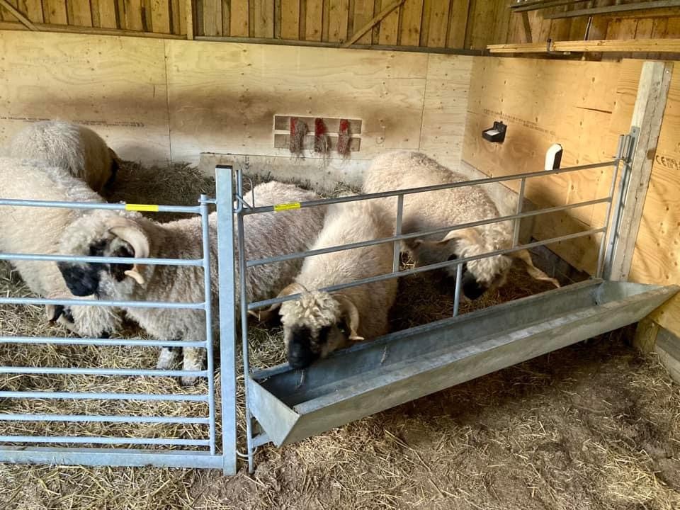 Fodergrind Gute - Bild 3